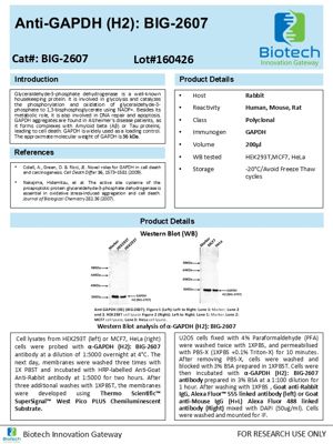 GAPDH antibody spec sheet thumbnail