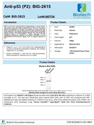 p53 antibody spec sheet thumbnail