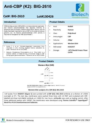 CBP antibody spec sheet thumbnail