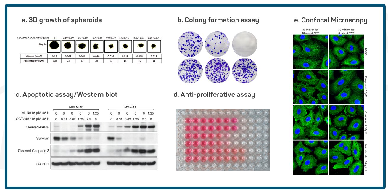 Wet lab assay examples: spheroid growth, colony formation, apoptotic assay, anti-proliferative assay, confocal microscopy