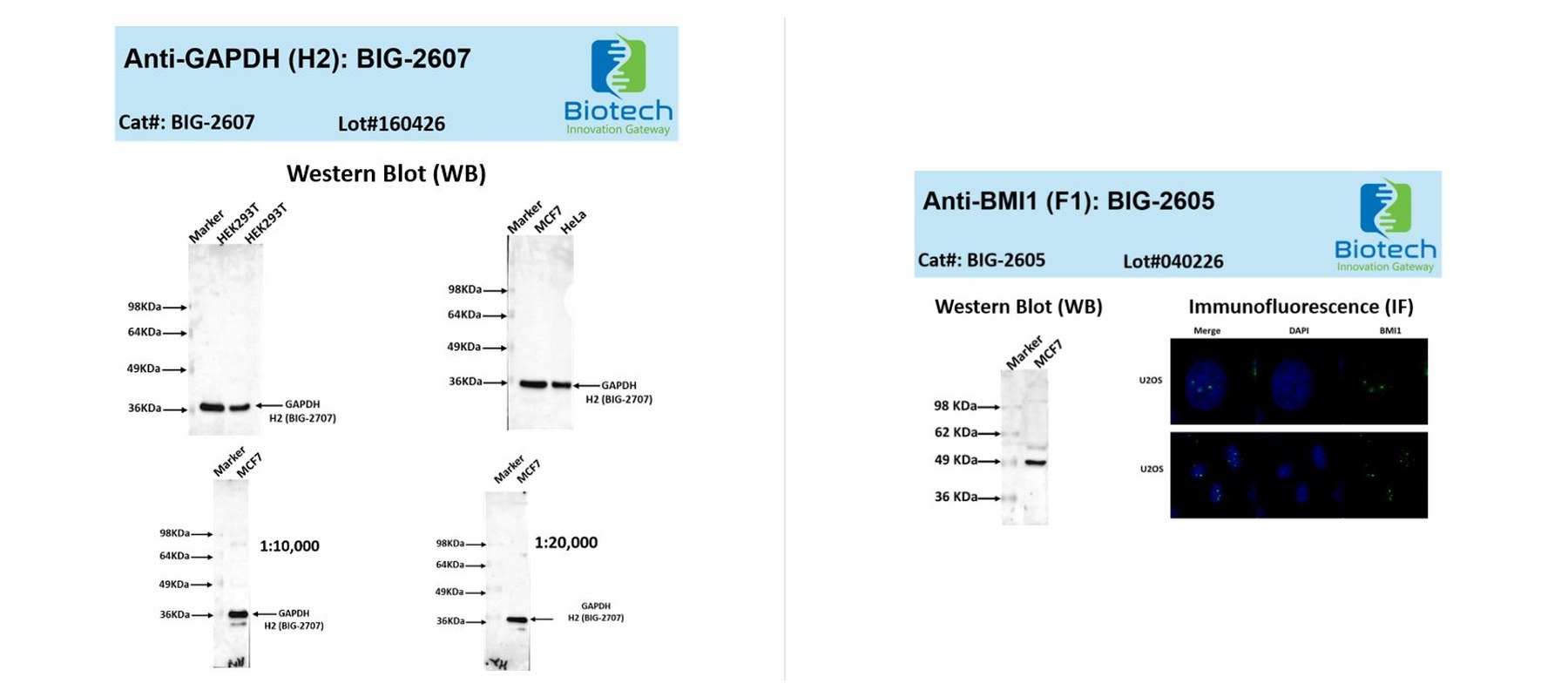 Anti-GAPDH and Anti-BMI1 antibody validation data